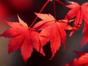 У какого дерева осенью листья красные?